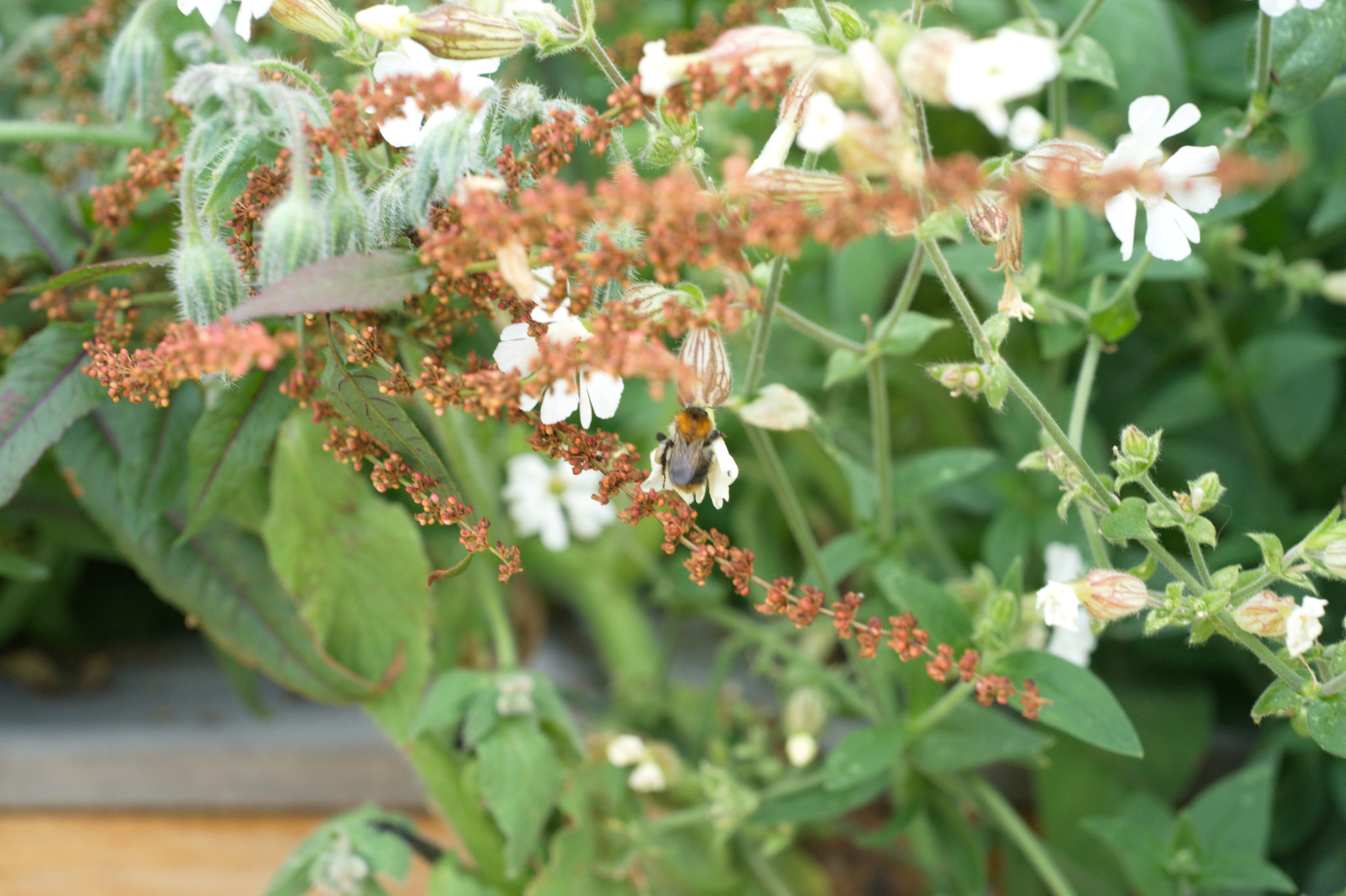 20210721  Gruen(t)raumHeimfeld 013